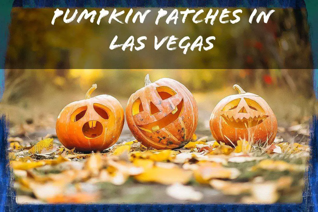 Read more about the article 13 Best Pumpkin Patches in Las Vegas 2022