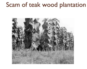 Read more about the article Teak Construction Group Scam: Teak Wood Plantation Scam!