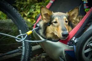 Read more about the article Waggin Wheels Pet Transport Reviews and Complaints